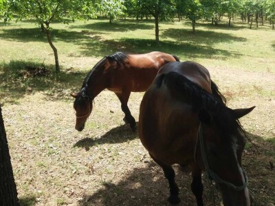 Ovce, konji i krave drže šljivik pod kontrolom Ovce, konji i krave drže šljivik pod kontrolom