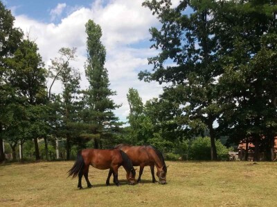 Ovce, konji i krave drže šljivik pod kontrolom Ovce, konji i krave drže šljivik pod kontrolom