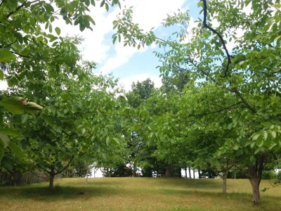 Ovce, konji i krave drže šljivik pod kontrolom Ovce, konji i krave drže šljivik pod kontrolom