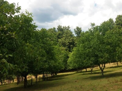Ovce, konji i krave drže šljivik pod kontrolom Ovce, konji i krave drže šljivik pod kontrolom