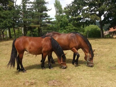Ovce, konji i krave drže šljivik pod kontrolom Ovce, konji i krave drže šljivik pod kontrolom
