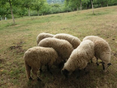 Ovce, konji i krave drže šljivik pod kontrolom Ovce, konji i krave drže šljivik pod kontrolom