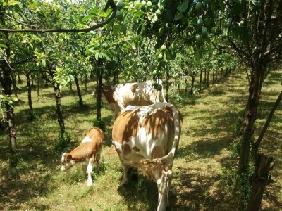 Ovce, konji i krave drže šljivik pod kontrolom Ovce, konji i krave drže šljivik pod kontrolom