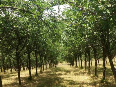 Ovce, konji i krave drže šljivik pod kontrolom Ovce, konji i krave drže šljivik pod kontrolom