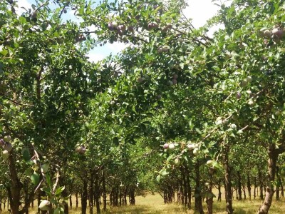 Ovce, konji i krave drže šljivik pod kontrolom Ovce, konji i krave drže šljivik pod kontrolom