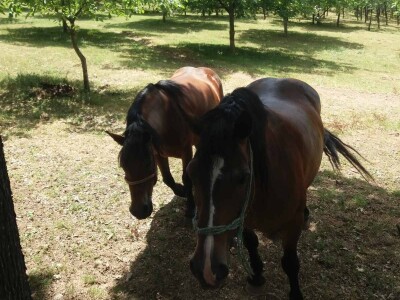 Ovce, konji i krave drže šljivik pod kontrolom Ovce, konji i krave drže šljivik pod kontrolom