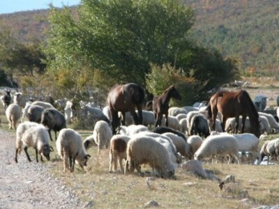 Ovce, koze i konji na vagnju