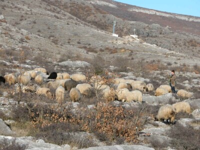 Ovce na ispaši u dalmatinsko-zagorskom kršu