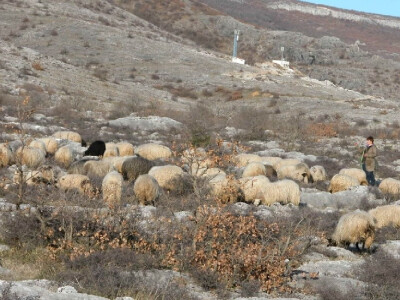Ovce na ispaši u kršu Kamešnice Ovce na ispaši u kršu Kamešnice