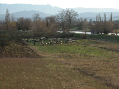Ovce na ispaši u Sinjskom polju