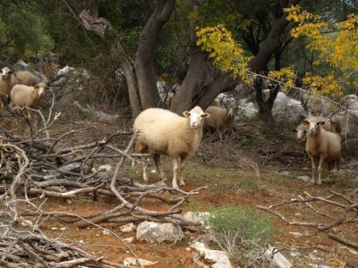 Ovce na Drveniku Velom i Drveniku malom