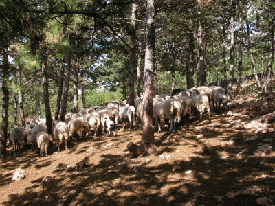 Ovce u Zabiokovlju - na otvorenome Ovce u Zabiokovlju - na otvorenome
