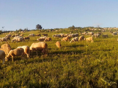 Grla na letnjoj ispaši