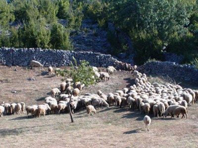 Stado ovaca na Velebitu Stado ovaca na Velebitu