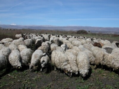 Ovce Obrt Masle na ispaši u Sinjskom polju