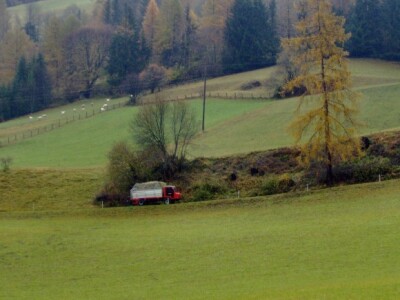 Ovce pasu, a sijeno se prevozi kući