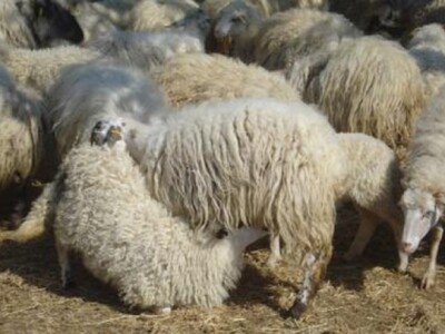 Plemenit prizor, zar ne?