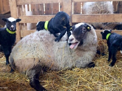 Ovce romanovske rase