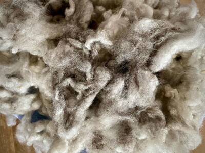 Ovce romanovske rase