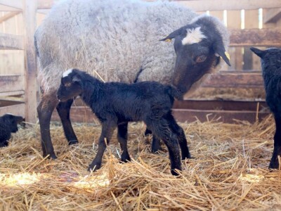 Ovce romanovske rase