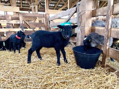 Ovce romanovske rase