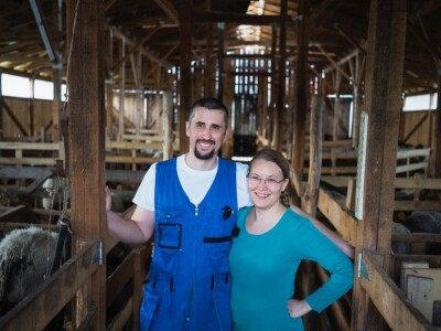 Ovce romanovske rase