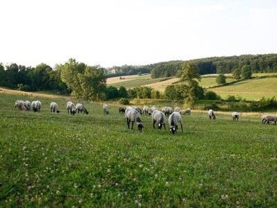 Ovce romanovske rase