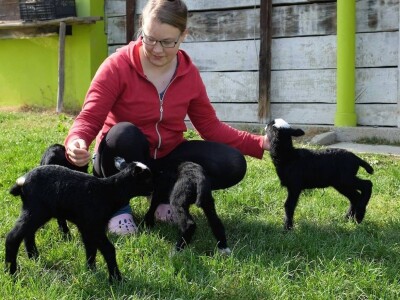 Ovce romanovske rase