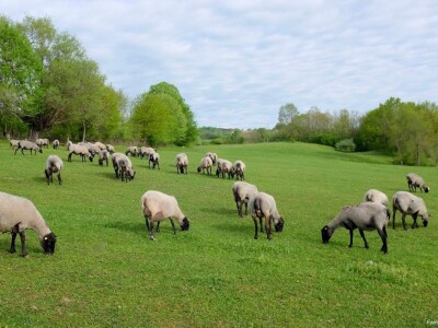 Ovce romanovske rase