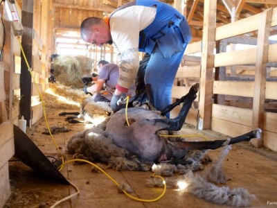 Ovce romanovske rase