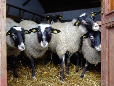 Ovce romanovske rase