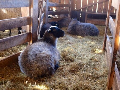 Ovce romanovske rase