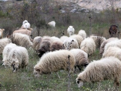 Ovce u dalmatinskom kršu (Brač) Ovce u dalmatinskom kršu (Brač)