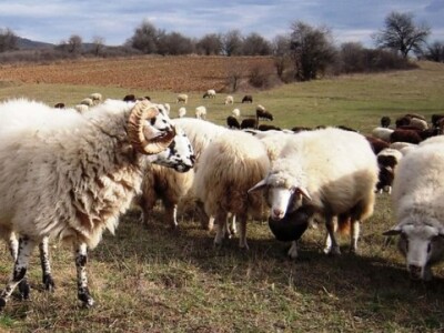 Ovce u dalmatinskom ruralnom prostoru