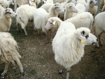 Ovce - pasmina pramenka