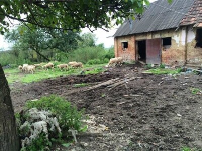 Ovce zaražene metiljem