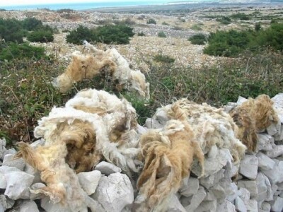 Odbačena ovčji vuna u krajobrazu otoka Brača (pahaj) Odbačena ovčji vuna u krajobrazu otoka Brača (pahaj)
