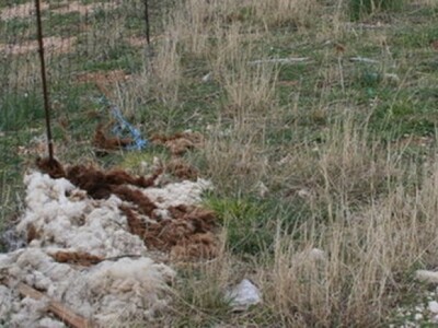 Vuna odbačena u prirodi - ekološki problem