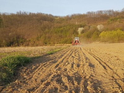OVE GODINE NAJVIŠE POVRŠINA POD KUKURUZOM BIĆE ZASEJANO U OPTIMALNIM ROKOVIMA OVE GODINE NAJVIŠE POVRŠINA POD KUKURUZOM BIĆE ZASEJANO U OPTIMALNIM ROKOVIMA
