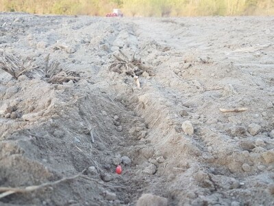 OVE GODINE NAJVIŠE POVRŠINA POD KUKURUZOM BIĆE ZASEJANO U OPTIMALNIM ROKOVIMA OVE GODINE NAJVIŠE POVRŠINA POD KUKURUZOM BIĆE ZASEJANO U OPTIMALNIM ROKOVIMA