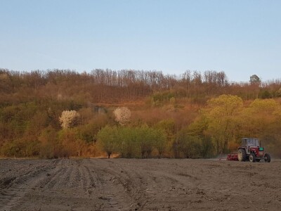 OVE GODINE NAJVIŠE POVRŠINA POD KUKURUZOM BIĆE ZASEJANO U OPTIMALNIM ROKOVIMA OVE GODINE NAJVIŠE POVRŠINA POD KUKURUZOM BIĆE ZASEJANO U OPTIMALNIM ROKOVIMA