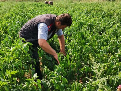 Ove godine slabi prinosi ali je dobra cena