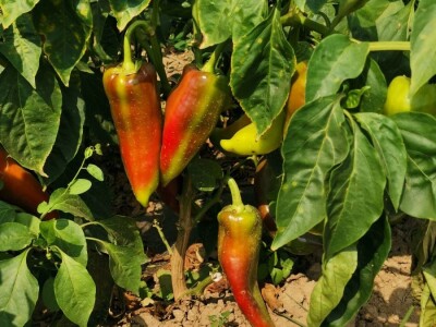 Ove godine slabi prinosi ali je dobra cena