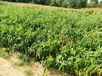 Ove godine slabi prinosi ali je dobra cena