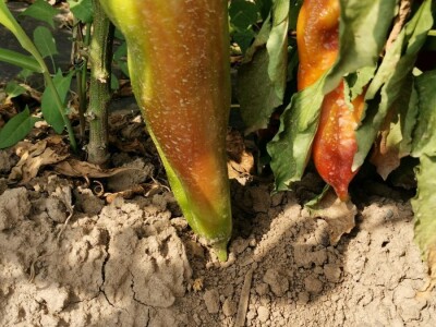 Ove godine slabi prinosi ali je dobra cena