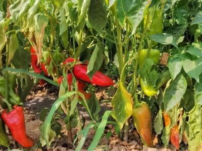 Ove godine slabi prinosi ali je dobra cena