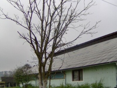 Ove se godine posušio i orah kraj farme Ove se godine posušio i orah kraj farme