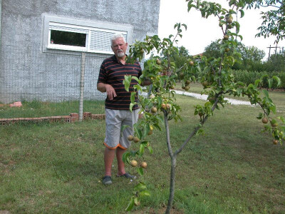 Ove su godine u Rančićevu voćnjaku dobro rodile gotovo sve voćke poput nashi
