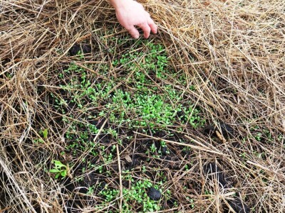 Ovim načinom vrtlarenja pokušavamo stvoriti što bolji suživot prirode i čovjeka te promicati održivi način uzgoja hrane