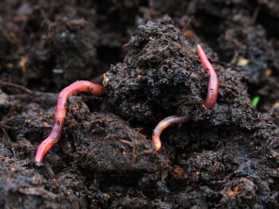 Ovim načinom vrtlarenja pokušavamo stvoriti što bolji suživot prirode i čovjeka te promicati održivi način uzgoja hrane